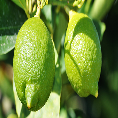 Lemon / लिंबू
