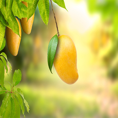 Mango / आंबा